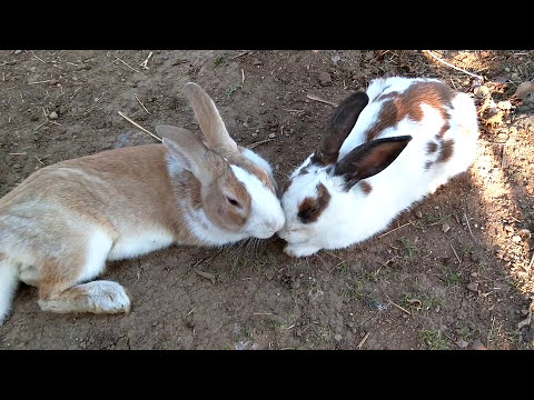 Video: Köpekler ve Ev Kiralama Sözleşmeleri