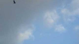 The Bats of Sydney