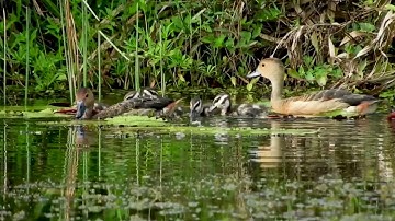 Lesser Whistling Duck | Dendrocygna javanica | Birds of Sri Lanka | හීන් තඹ සේරුවා | #65