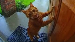 Tornado Caught On Camera Cats Terrifying Fight To Survive