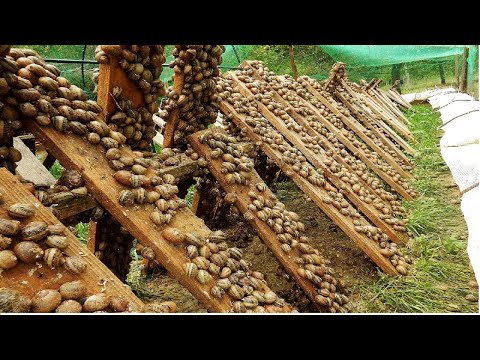Видео: Самые Невероятные Фермы в Мире