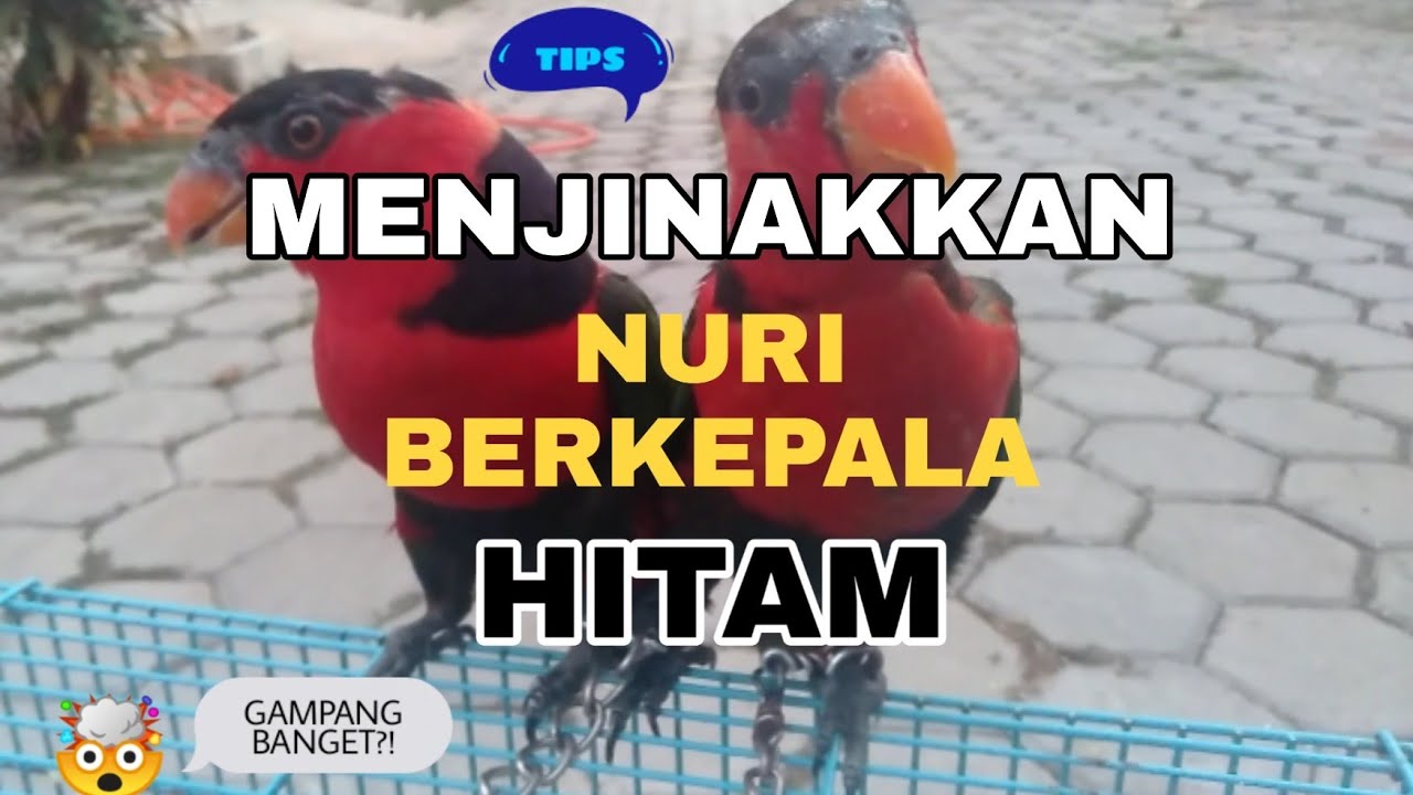 MELATIH BURUNG BISA BERBICARA, NURI BERKEPALA HITAM.