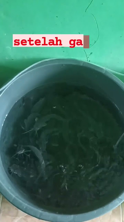 mengatasi ikan lele menggantung (cukup ganti air kolam) #ikanlele #budidamber #budidayalele #ikan