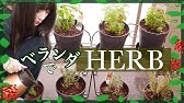 簡単ベランダ菜園 虫除けハーブ植えてみた バジルやローズマリーなど良い香りのハーブ栽培初心者 Youtube 簡単ベランダ菜園 虫除けハーブ植えてみた バジルやローズマリーなど良い香りのハーブ栽培初心者 Youtube