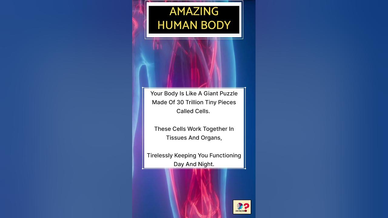 Amazing Human Body Cell Cell Count In Human Body YouTube amazing-human-body-cell-cell-count-in-human-body-youtube