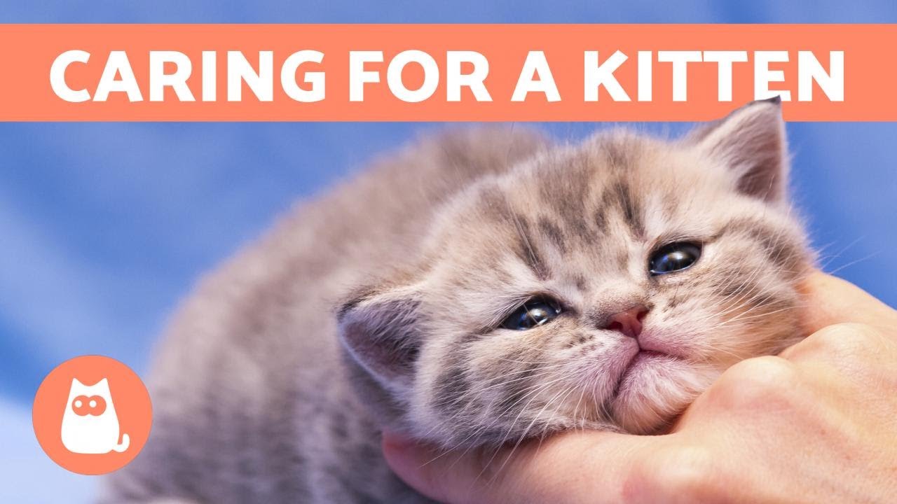 how to take care of new kittens