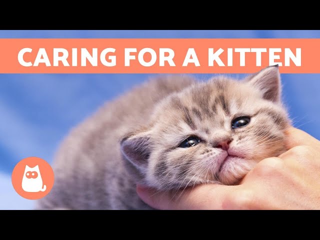 Learn How To Care For a Kitten