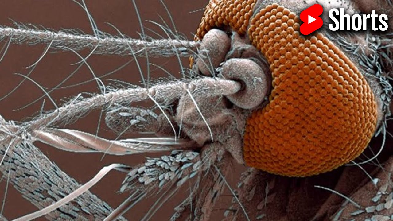 Como o mosquito da dengue fica no microscópio? #Shorts