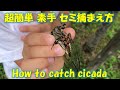 超簡単 素手でセミ 捕まえ方 居場所 素手 How to catch cicada だーはるチャンネル クマゼミ ひぐらし ニイニイゼミ 蝉
