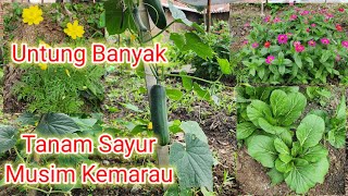 Advantages and Disadvantages of Vegetable Gardening in the Dry Season