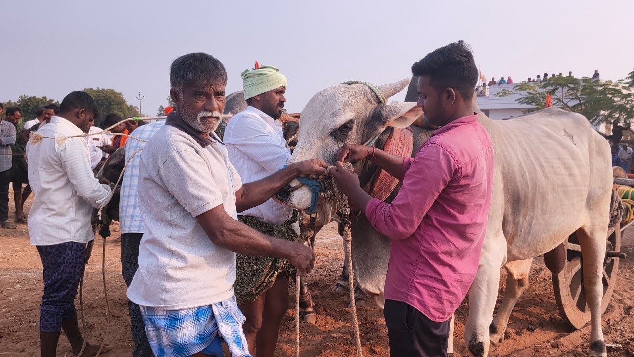 🔴 పెద్దతాండ్ర పాడు 3 బండ్లు గిరక పోటిలు 2026 //  17 వ జత