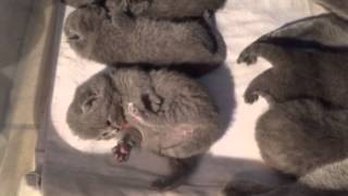 British Shorthair , cuccioli nati il 5 maggio 2015. Info www.laroccadiginevra.it by La Rocca Di Ginevra 1,513 views 8 years ago 1 minute