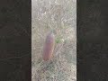 Aaj Koi Khatarnak wali video Banaunga #viral #viralvideo #farming #viralshort#shorts