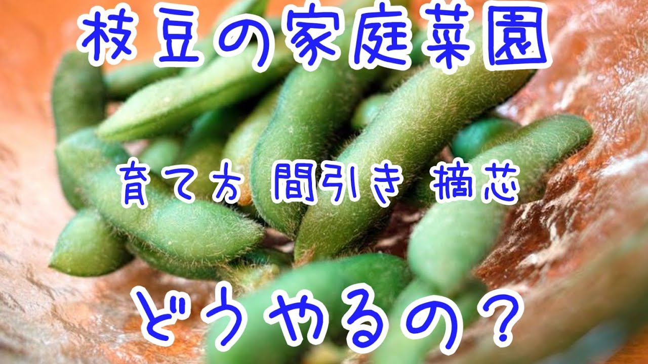 初心者の家庭菜園 枝豆の育て方 間引き 摘芯 移植の2週間後 Home garden How to grow edamame 