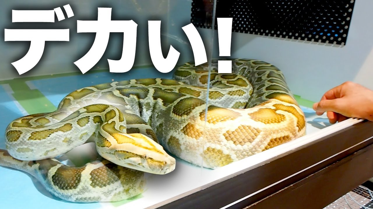 爬虫類マニア必見！ボアコンストリクターの抜け殻 Mayo Viva is excited by the giant snakes she has always wanted to