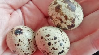 Die wachteln haben Eier gelegt ❤️🌻Ostern kann kommen by Lisaveta 36 views 2 months ago 1 minute, 8 seconds