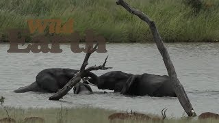 WildEarth - Sunset Safari - 28 February 2020