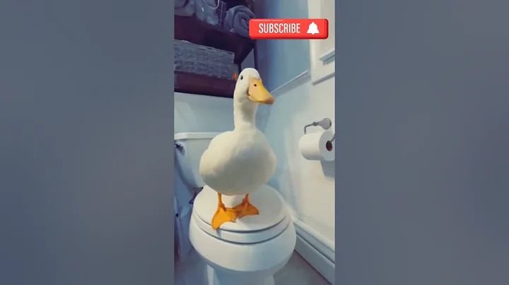 Duck Running Viral Tiktok l Duck Funny Walk Viral l Duck In Washroom l Masakali Masakali l