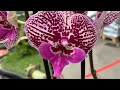 Прекрасный завоз орхидей в Бауцентр 29 января 2021 г. Биг липы, Фантом, микс камбрий, башмаки))