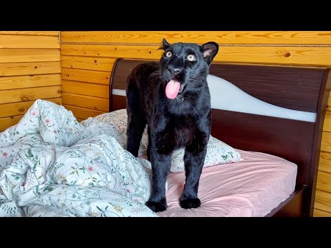 Funny moments with Luna the panther 😁(ENG SUB)