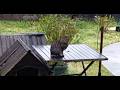 雨でも 散歩待ちをする猫