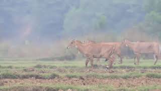 A heard of Bluebull | Nilgai | Bihar | Bharat | Nature Stock Footage | MJS 8587 | December 2018