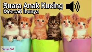 SUARA ANAK KUCING MENCARI IBUNYA