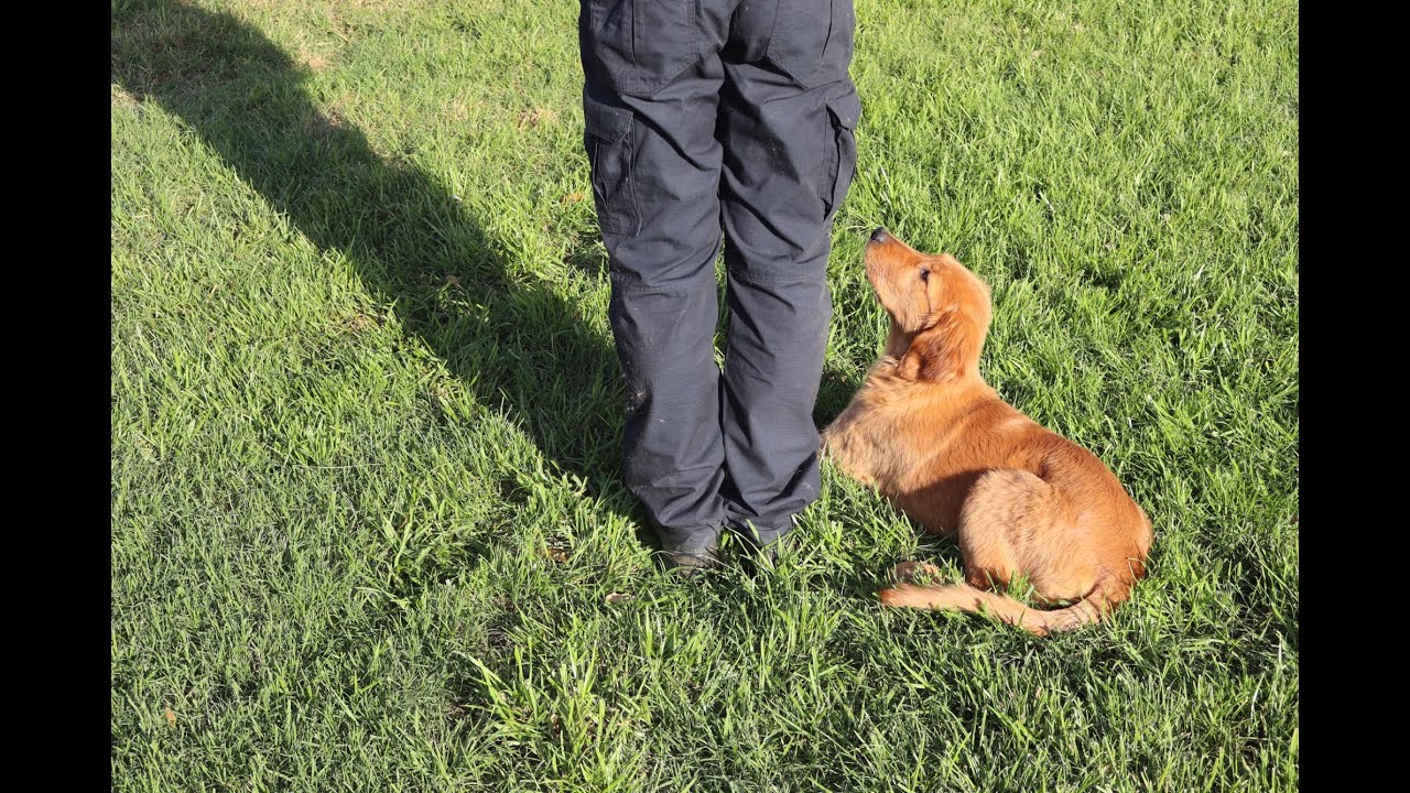 Dory Down Basics and Progress with Implied Stay