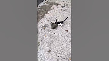#cat