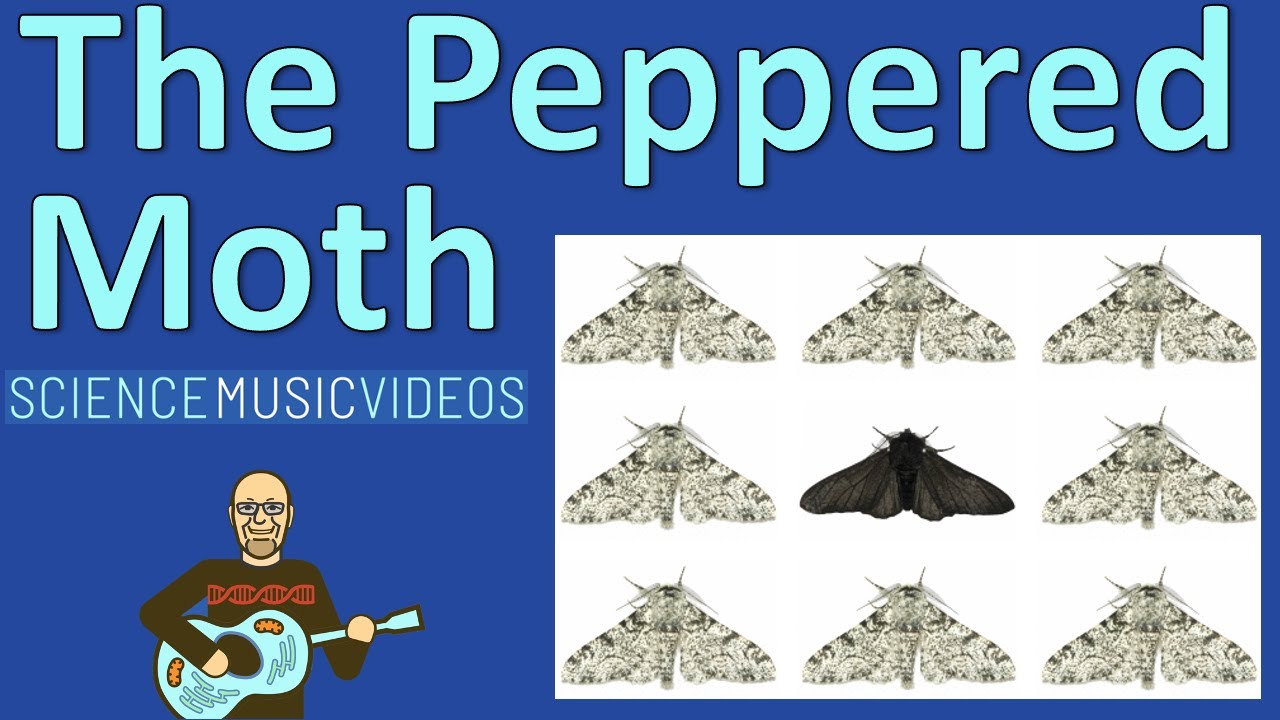 The Ballad Of The Peppered Moth