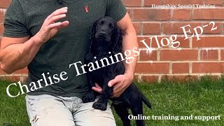 Training my working cocker puppy Vlog Ep2