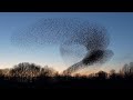 Starling murmuration 2020 #Geldermalsen