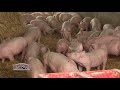 Sistema de Produccion Porcina