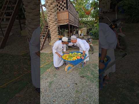 مهرجان الأمبا بالعوابي