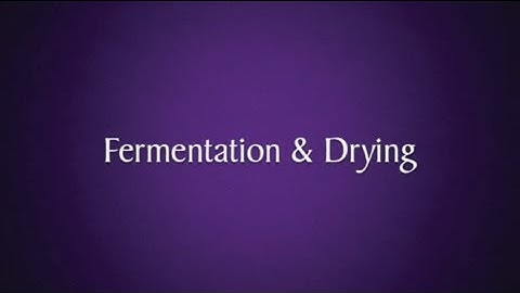 Purdys Chocolatier - Cocoa Fermentation and Drying in Ghana