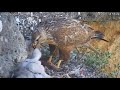 Kurhannik (Buteo rufinus) IZRAEL -  królik górski na obiad 2021 04 13