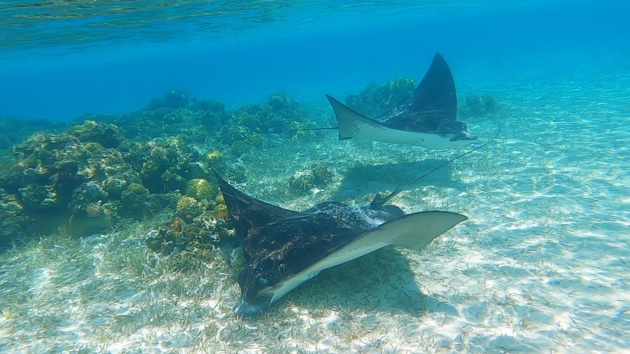 Swimming with Eagle Rays #shorts