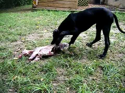 Elsie Corinna (Great Dane pup) and Rukus the pug with goat kid feeding