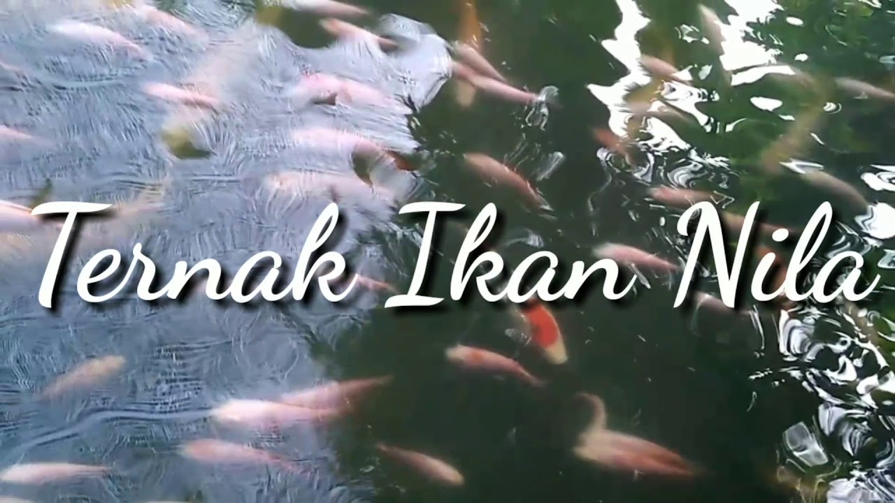 Ternak ikan nila 