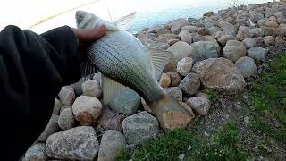 shore fishing at Frank star park with leeches . multi species catches