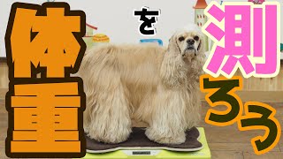 愛犬の体重のはかり方。家の体重計で簡単に測る方法