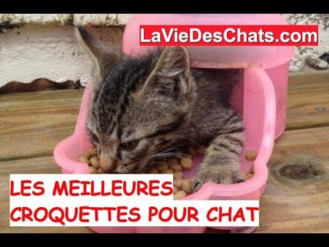 Les Meilleures Croquettes Pour Chat Youtube