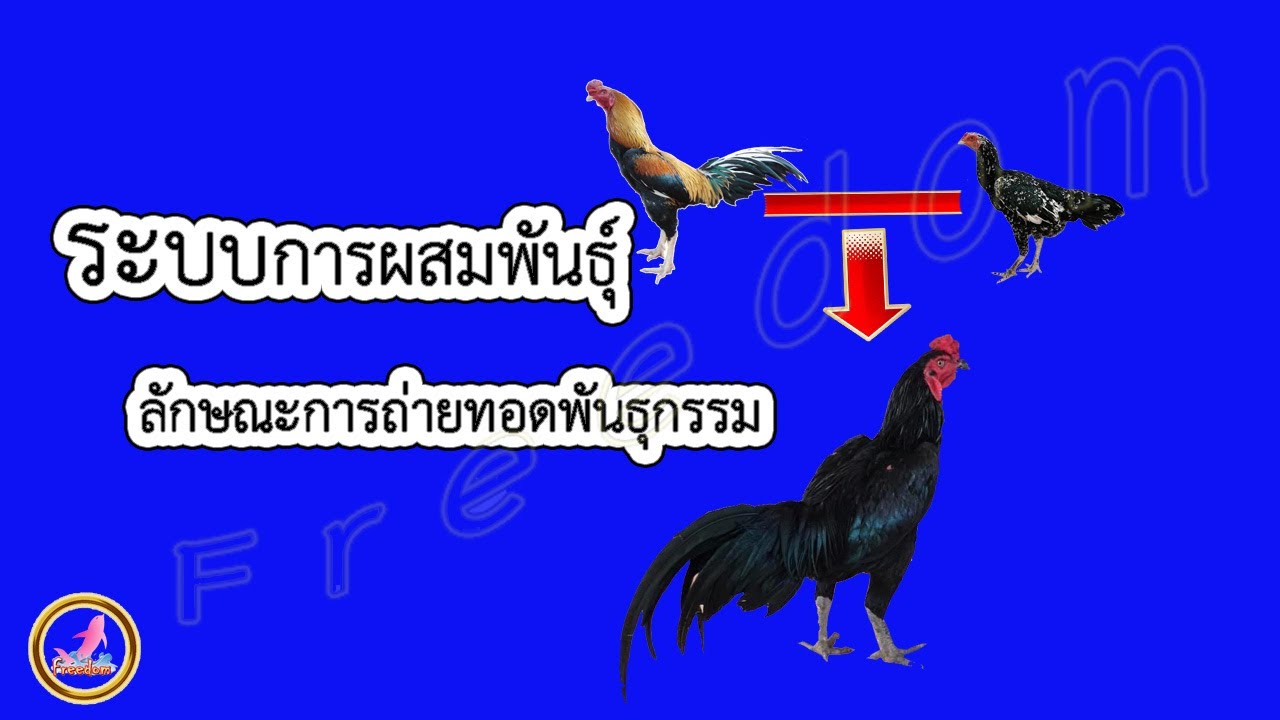 หลักการผสมพันธุ์ไก่...!!!