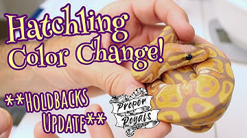 Ball Python Hatchling Color Change - 2021 Holdbacks UPDATE