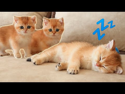 Arnold's Brothers and Sisters DISTURB his sleep. "Revenge" Season 1 Episode 2 😂 Soo Funny kittens