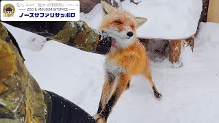 【大雪】ヤキモチを焼くキツネが可愛すぎる