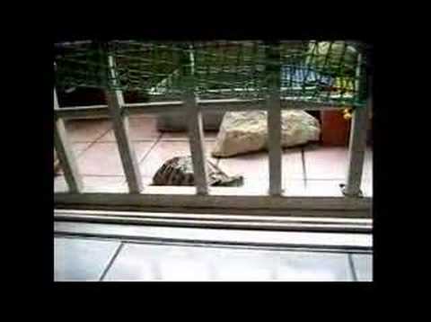 smarturtle