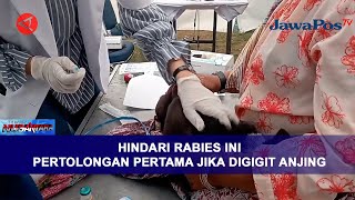 HINDARI RABIES INI PERTOLONGAN PERTAMA JIKA DIGIGIT ANJING || BERANDA NUSANTARA