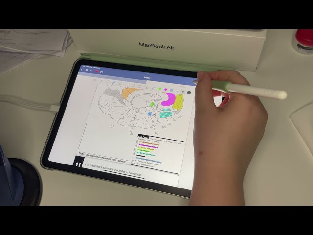 ASMR coloreando cerebros
