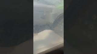 Boa Colmex. Bienvenidos Al C